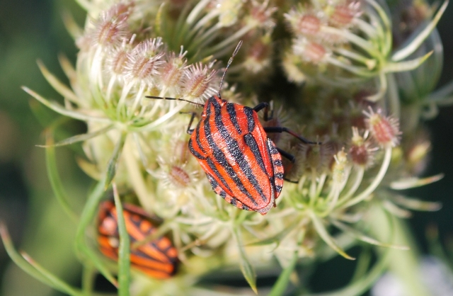 Pentatomidae: Graphosoma & Ancyrosoma